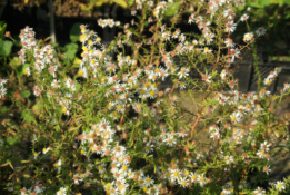 Aster ericoides 'Golden Spray'  bestellen